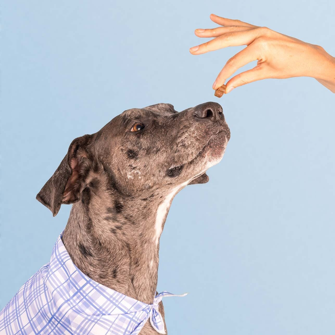 Dog Is Human Multivitaminas Para Perros