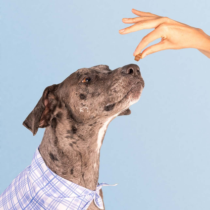 Dog Is Human Multivitaminas Para Perros
